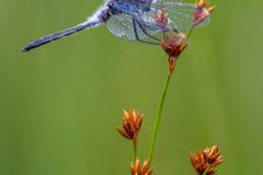 Slaty Skimmer on Saw-Grass