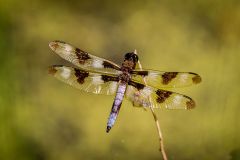 12 Spot Dragon Fly