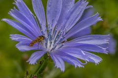 Chicory with Sweat Bee