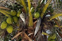 How Bout Dem Coconuts