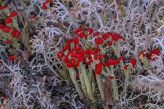 British Soldier Lichen