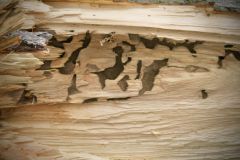 Words on Wood