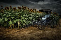 Grunge Sunflowers