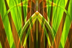 Grassy Cathedral