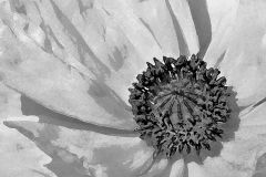 Poppy