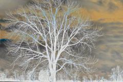 Frosted Serenity