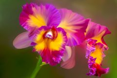 Crimson Cattleya
