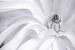 Infrared Magnolia