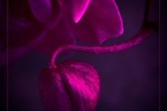 Orchid Embryo