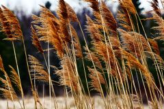 Blowing in the Wind