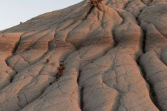 Badlands Foliage