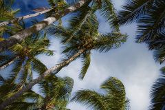 Coconut Palms