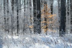 Beautiful Hoar Frost Winter Morning