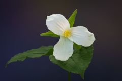 Trillium
