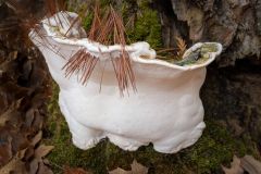 Mossy Maple Mushroom (Oxyporus Populinus)