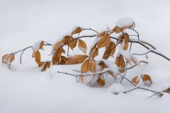 Snow on Fall Leaves