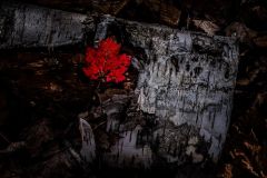 Red Maple Leaf on Birch