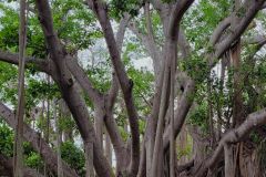 Banyon Tree