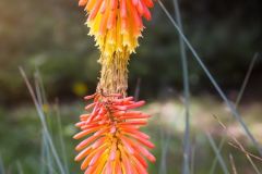 Torch Lily
