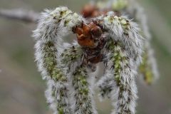 Adler Catkin