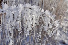 Frozen Grasses