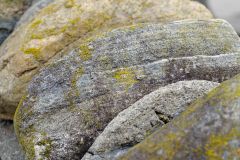 Leichen on Rocks