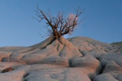 Lonely Bush