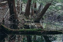 A Bog's Life