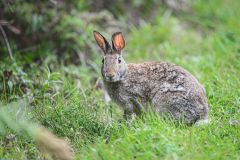 Jackrabbit