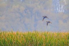 Pair in Flight