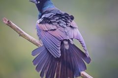 Common Grackle Displaying