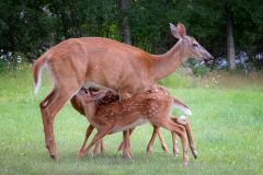 Doe Nursing Triplet Fawns