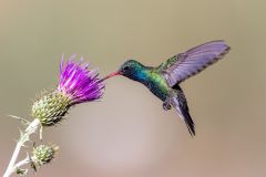 Broad Billed Hummingbird