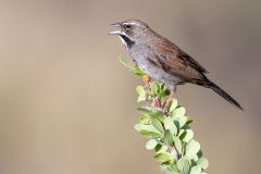 Five Striped Sparrow
