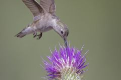 Black Chinned Hummingbird
