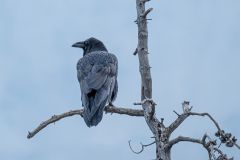 Raven