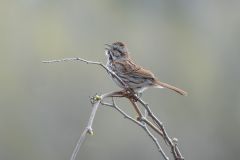 Song Sparrow