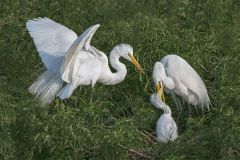 Great Egret Family
