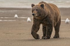 Grizzly Hunting Foray