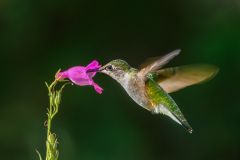 Ruby Throated Hummingbird