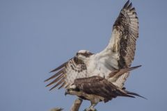 Osprey Pair Mating