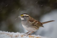 White Throated Sparrow