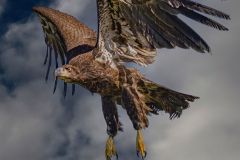 Golden Eagle