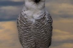 Snowy Owl Female