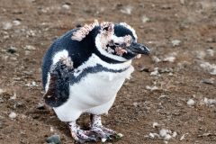 Magellenic Penguin Moulting