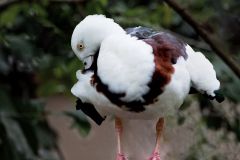 Radjah Shelduck Preening