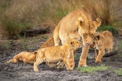 Lioness and Her Cubs