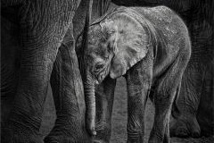 Newborn Elephant Needs Help Standing
