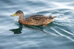 Female Mallard