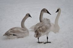 Trumpet Swans